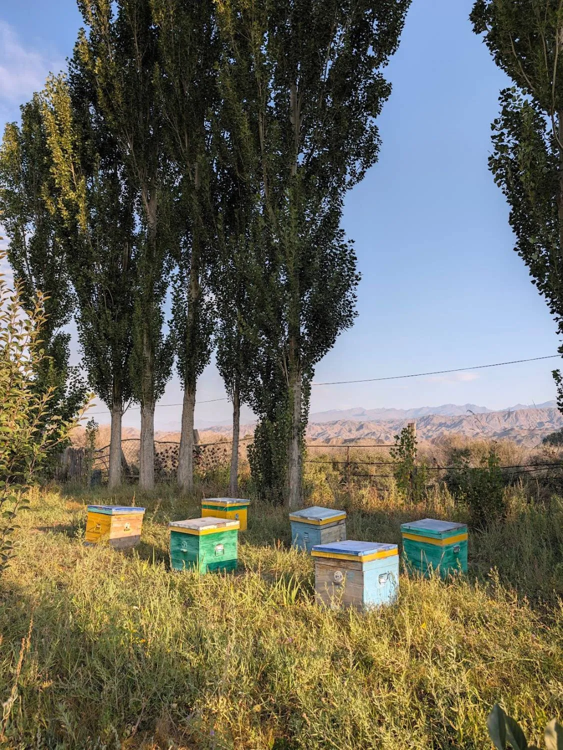 Painted beehives in the long grass under tall poplars, with mountains beyond