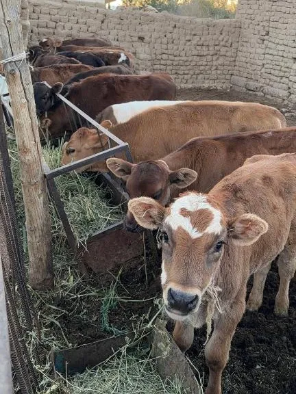 Young calves at the feeding trough in the yard, one looking straight at the camera