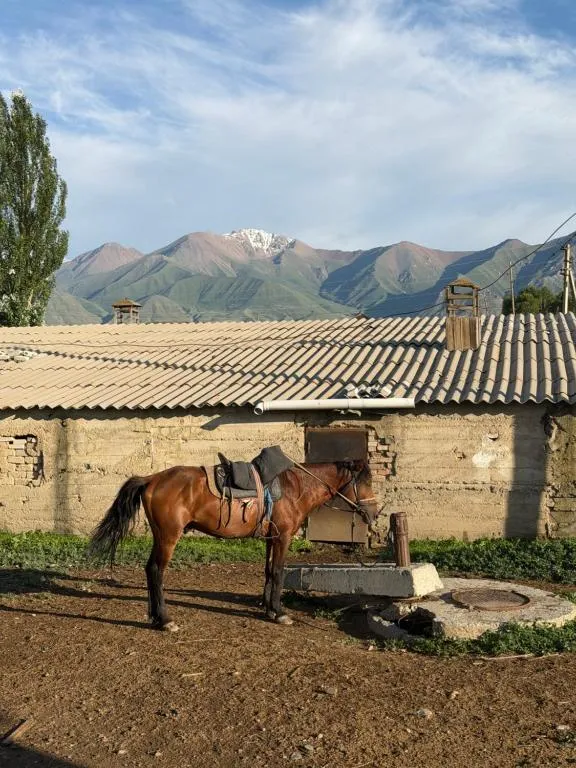 A saddled horse by the stable, with snowy mountains behind