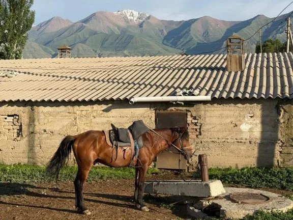 A saddled horse by the stable, with snowy mountains behind