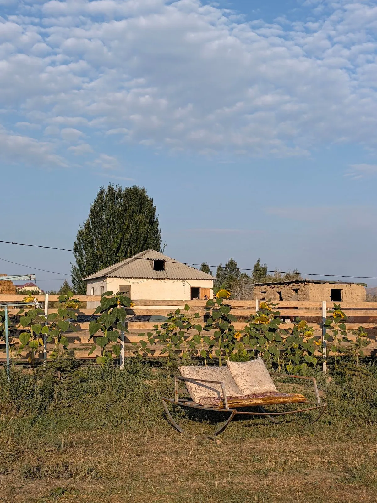 A rocking bench with cushions on the grass in front of a row of sunflowers